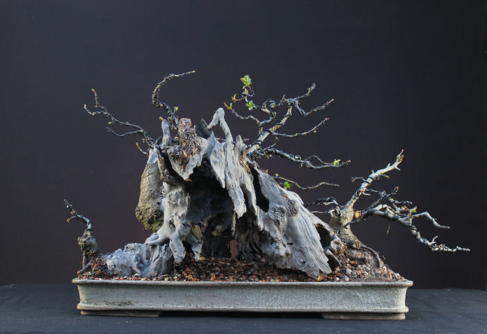 Crab Apple Bonsai Carving and Styling